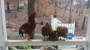 20151225_161314_resized