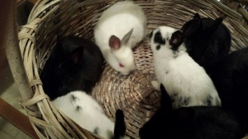 Bunnies in Basket